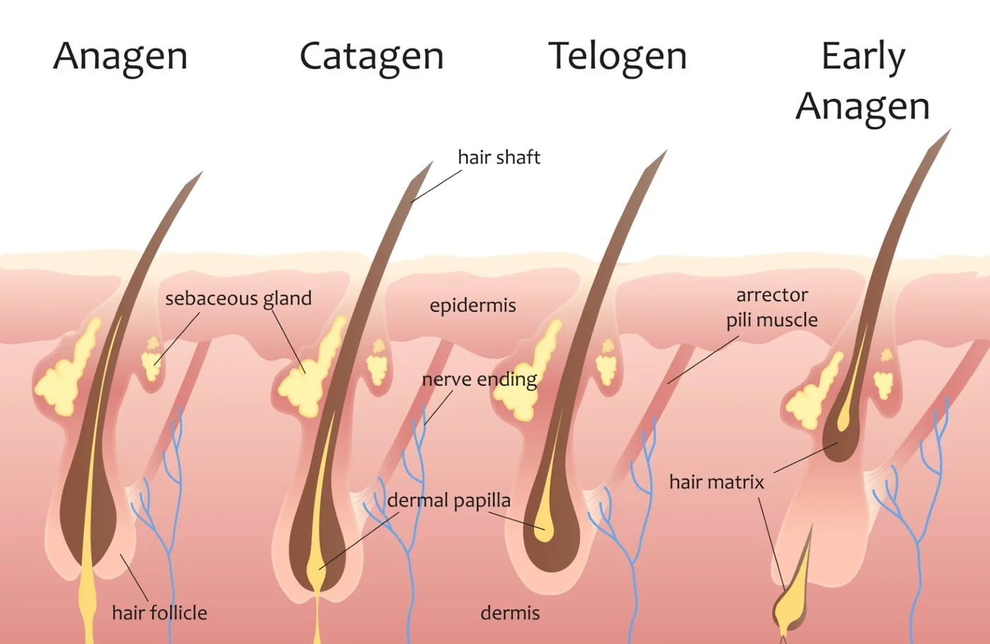 Diagram of the hair life phases: anagen, catagen, telogen