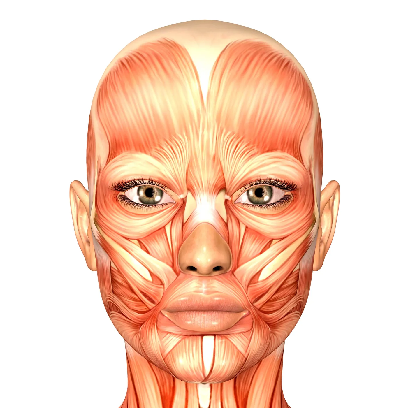 Diagram of the anatomy of the facial expression muscles